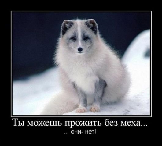 http://www.animalgrad.ru/uploads/images/4/9e762cbaa7.jpg