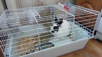 Кролик декоративный карликовый