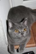 британский кот