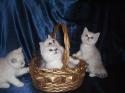 Британская короткошерстная