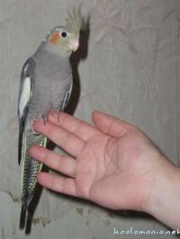 Корелл Нимф
