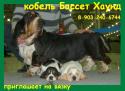 Бассет хаунд