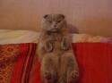 Скоттиш фолд
