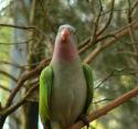Princess Parrot