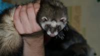 хорек отличный щенок