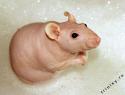 Голая, лысая (Hairless).