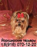 Йоркширский терьер